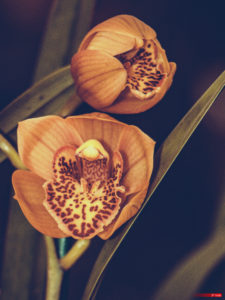 Les Orchidées de Michel Vacherot