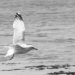 Animal - Animalia - Aves - Beach - Biologie - Biology - Bird - Bretagne (région administrative) - Brittany (administrative region) - Country - English Channel - European herring gull - France - Geography - Goéland argenté - Géographie - Géologie - Géomorphologie - Il-ha-Gwilen - Ille-et-Vilaine - Landform - Laridae - Laridé - Larus argentatus - Littoral - Manche (mer) - Mer - Modelé - Océan Atlantique - Oiseau - Pays - Plage - Rannvro Breizh - Saint-Malo - Sant-Maloù - Science - Taxinomie - Taxonomie - Taxonomy (biology) - Étendue d'eau - Saint-Malo Bretagne (région administrative) France