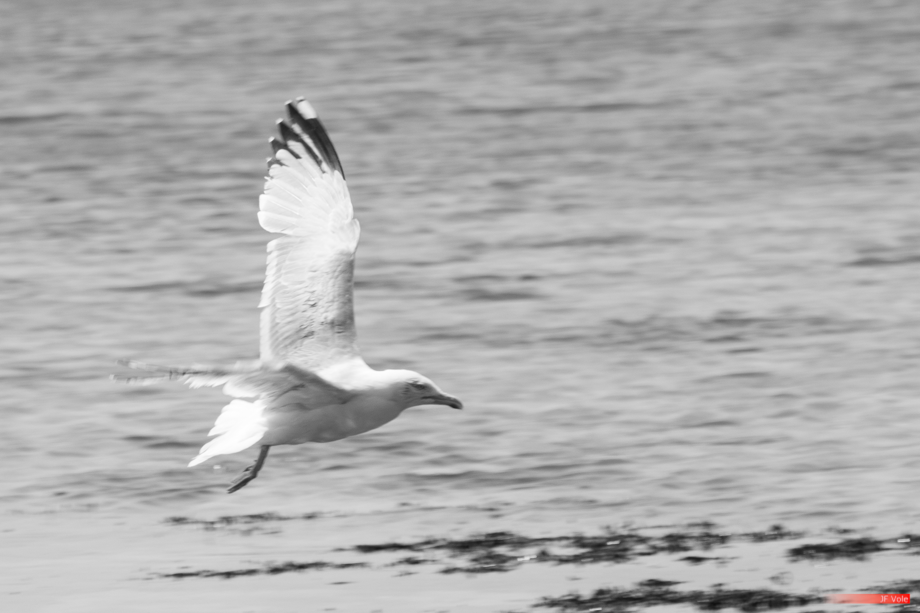 Animal - Animalia - Aves - Beach - Biologie - Biology - Bird - Bretagne (région administrative) - Brittany (administrative region) - Country - English Channel - European herring gull - France - Geography - Goéland argenté - Géographie - Géologie - Géomorphologie - Il-ha-Gwilen - Ille-et-Vilaine - Landform - Laridae - Laridé - Larus argentatus - Littoral - Manche (mer) - Mer - Modelé - Océan Atlantique - Oiseau - Pays - Plage - Rannvro Breizh - Saint-Malo - Sant-Maloù - Science - Taxinomie - Taxonomie - Taxonomy (biology) - Étendue d'eau - Saint-Malo Bretagne (région administrative) France