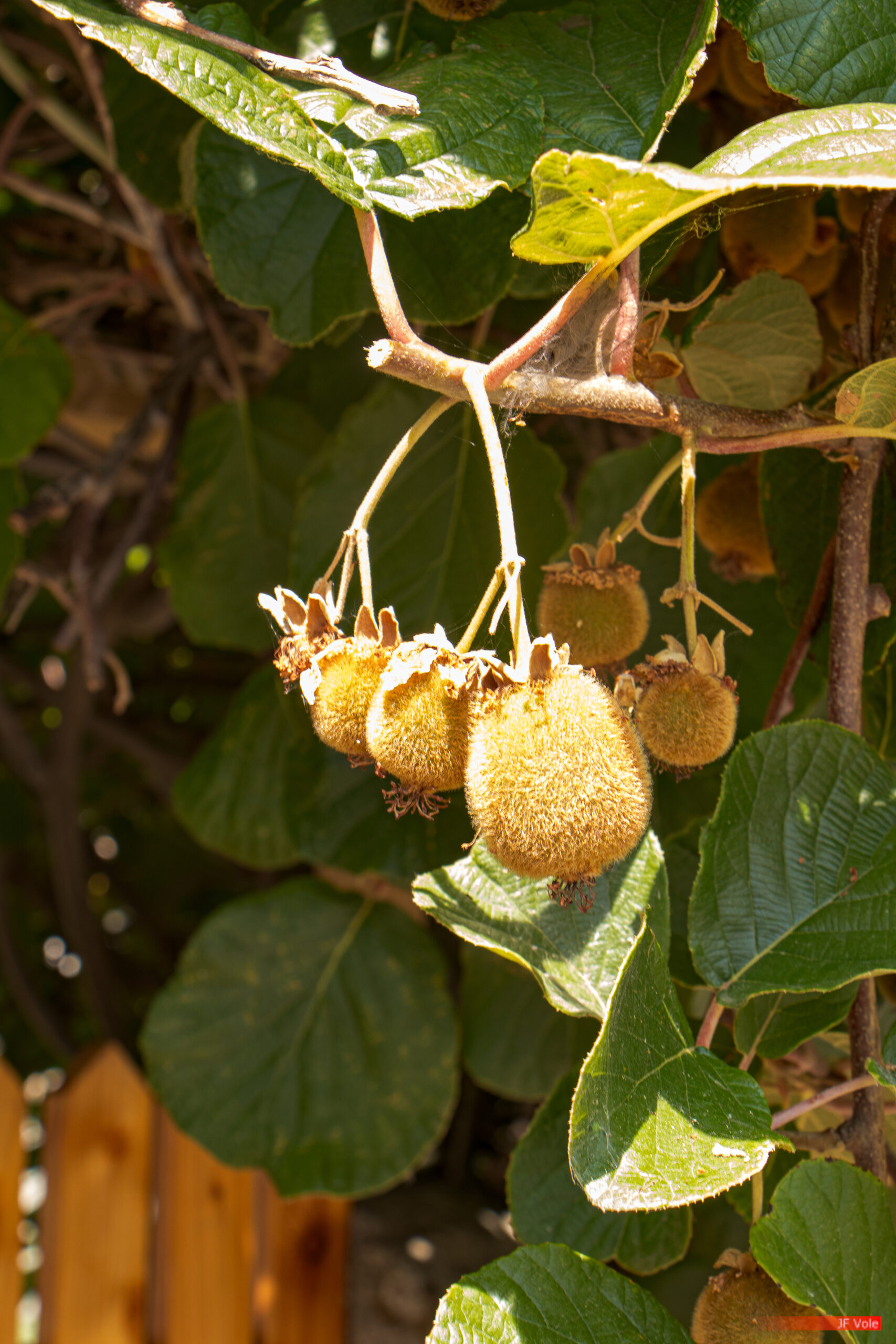 Actinidia - Actinidiaceae - Aire protégée - Biologie - Biology - Conservation - Conservation de la nature - Genre photographique - Geography - Géographie - Kiwi - Landscape photography - Massif central - Montagne - Mountain - Natural heritage - Natural landscape - Parc naturel régional de France - Parc naturel régional du Pilat - Patrimoine - Patrimoine naturel - Patrimony - Paysage naturel - Photographie - Photographie de paysage - Photography - Pilat - Pilat Regional Natural Park - Plant - Plantae - Plante - Protected area - Regional nature parks of France - Science - Taxinomie - Taxonomie - Taxonomy (biology) - Pélussin Auvergne-Rhône-Alpes France