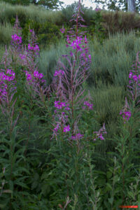 Aire protégée - Auvergne-Rhône-Alpes - Biologie - Biology - Conservation - Conservation de la nature - Country - Doizieux - Epilobium - France - Genre photographique - Geography - Géographie - Landscape photography - Loire (département) - Massif central - Montagne - Mountain - Natural heritage - Natural landscape - Onagraceae - Parc naturel régional de France - Parc naturel régional du Pilat - Patrimoine - Patrimoine naturel - Patrimony - Pays - Paysage naturel - Photographie - Photographie de paysage - Photography - Pilat - Pilat Regional Natural Park - Plant - Plantae - Plante - Protected area - Regional nature parks of France - Science - Taxinomie - Taxonomie - Taxonomy (biology) - Épilobe - Crêt de Botte Doizieux Auvergne-Rhône-Alpes France