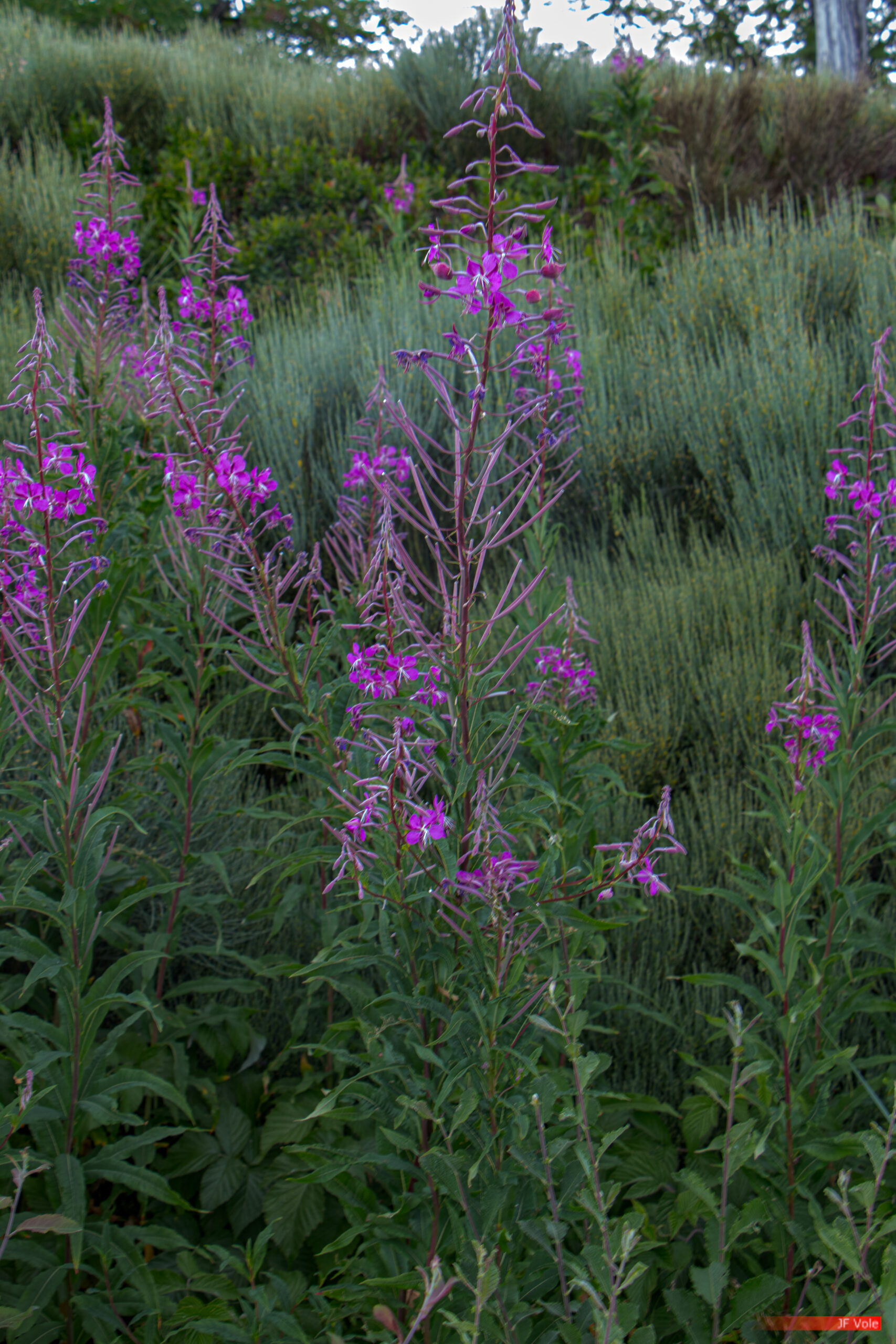 Aire protégée - Auvergne-Rhône-Alpes - Biologie - Biology - Conservation - Conservation de la nature - Country - Doizieux - Epilobium - France - Genre photographique - Geography - Géographie - Landscape photography - Loire (département) - Massif central - Montagne - Mountain - Natural heritage - Natural landscape - Onagraceae - Parc naturel régional de France - Parc naturel régional du Pilat - Patrimoine - Patrimoine naturel - Patrimony - Pays - Paysage naturel - Photographie - Photographie de paysage - Photography - Pilat - Pilat Regional Natural Park - Plant - Plantae - Plante - Protected area - Regional nature parks of France - Science - Taxinomie - Taxonomie - Taxonomy (biology) - Épilobe - Crêt de Botte Doizieux Auvergne-Rhône-Alpes France