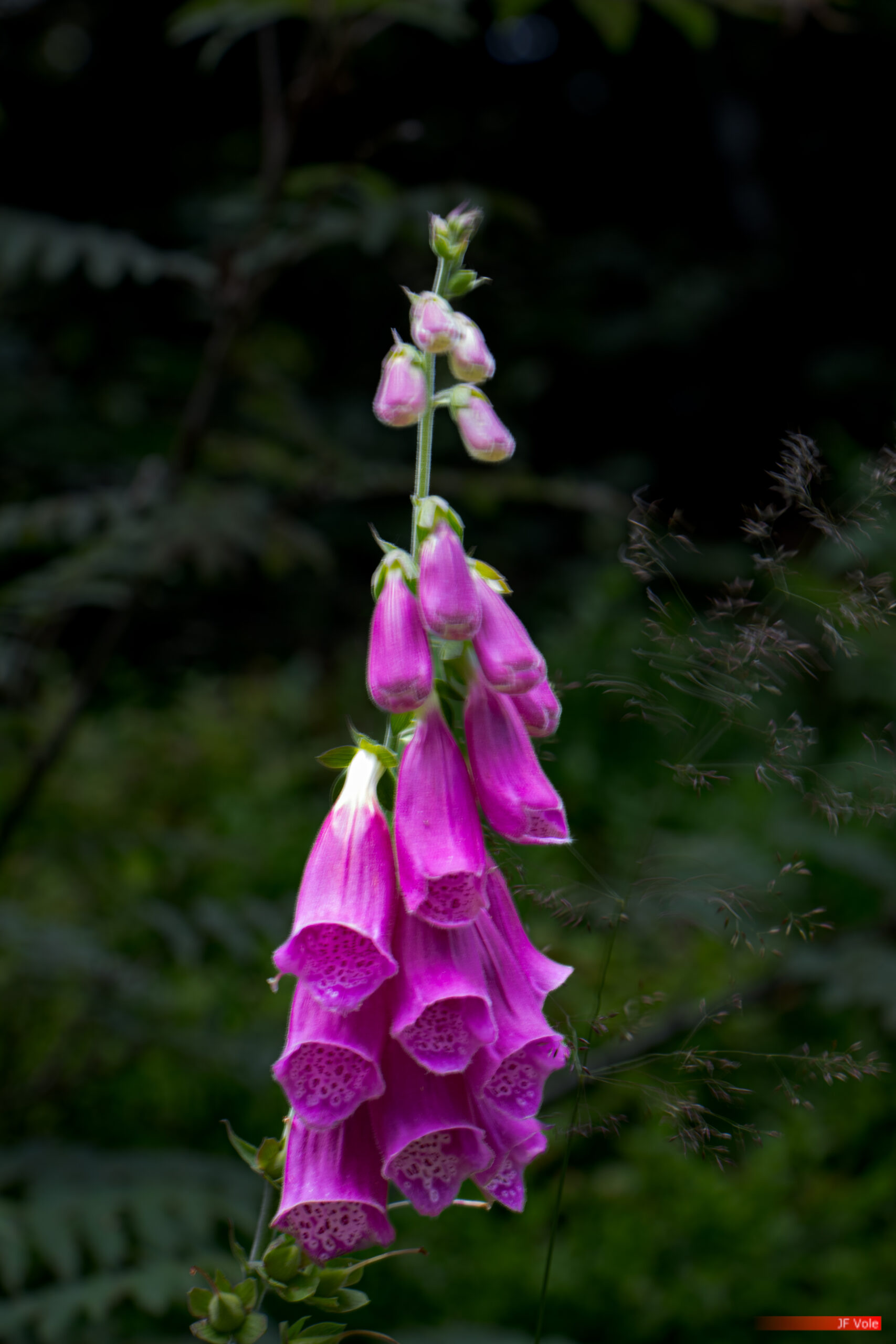 Aire protégée - Auvergne-Rhône-Alpes - Biologie - Biology - Conservation - Conservation de la nature - Country - Digitale - Digitalis - Doizieux - France - Genre photographique - Geography - Géographie - Landscape photography - Loire (département) - Massif central - Montagne - Mountain - Natural heritage - Natural landscape - Parc naturel régional de France - Parc naturel régional du Pilat - Patrimoine - Patrimoine naturel - Patrimony - Pays - Paysage naturel - Photographie - Photographie de paysage - Photography - Pilat - Pilat Regional Natural Park - Plant - Plantae - Plantaginaceae - Plante - Protected area - Regional nature parks of France - Science - Taxinomie - Taxonomie - Taxonomy (biology) - Doizieux Auvergne-Rhône-Alpes France