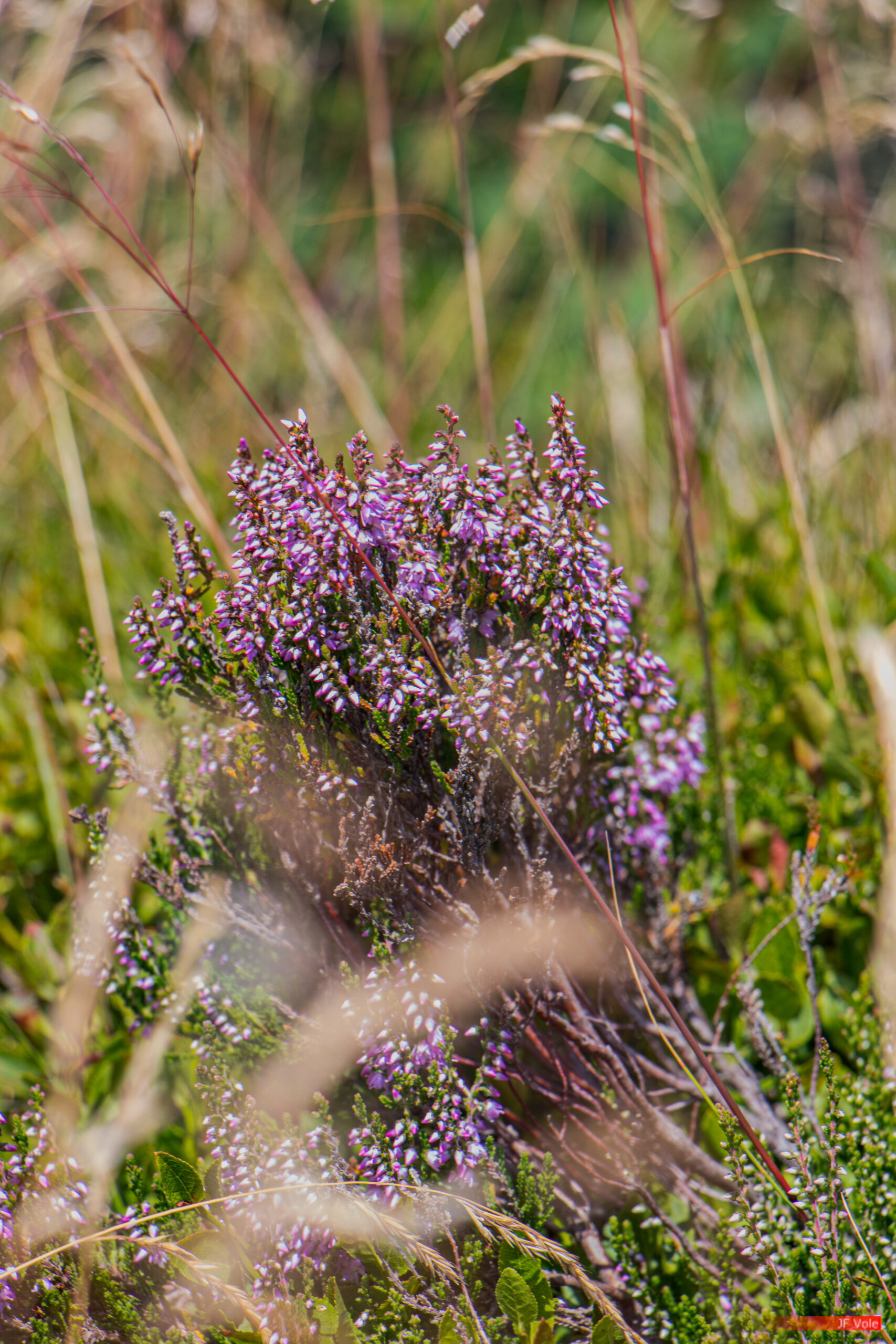 Aire protégée - Auvergne-Rhône-Alpes - Biologie - Biology - Calluna vulgaris - Callune - Conservation - Conservation de la nature - Country - Doizieux - Ericaceae - France - Genre photographique - Geography - Géographie - Landscape photography - Loire (département) - Massif central - Montagne - Mountain - Natural heritage - Natural landscape - Parc naturel régional de France - Parc naturel régional du Pilat - Patrimoine - Patrimoine naturel - Patrimony - Pays - Paysage naturel - Photographie - Photographie de paysage - Photography - Pilat - Pilat Regional Natural Park - Plant - Plantae - Plante - Protected area - Regional nature parks of France - Science - Taxinomie - Taxonomie - Taxonomy (biology) - Éricacées - Doizieux Auvergne-Rhône-Alpes France
