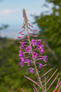Aire protégée - Auvergne-Rhône-Alpes - Biologie - Biology - Conservation - Conservation de la nature - Country - Doizieux - Epilobium - France - Genre photographique - Geography - Géographie - Landscape photography - Loire (département) - Massif central - Montagne - Mountain - Natural heritage - Natural landscape - Onagraceae - Parc naturel régional de France - Parc naturel régional du Pilat - Patrimoine - Patrimoine naturel - Patrimony - Pays - Paysage naturel - Photographie - Photographie de paysage - Photography - Pilat - Pilat Regional Natural Park - Plant - Plantae - Plante - Protected area - Regional nature parks of France - Science - Taxinomie - Taxonomie - Taxonomy (biology) - Épilobe - Doizieux Auvergne-Rhône-Alpes France