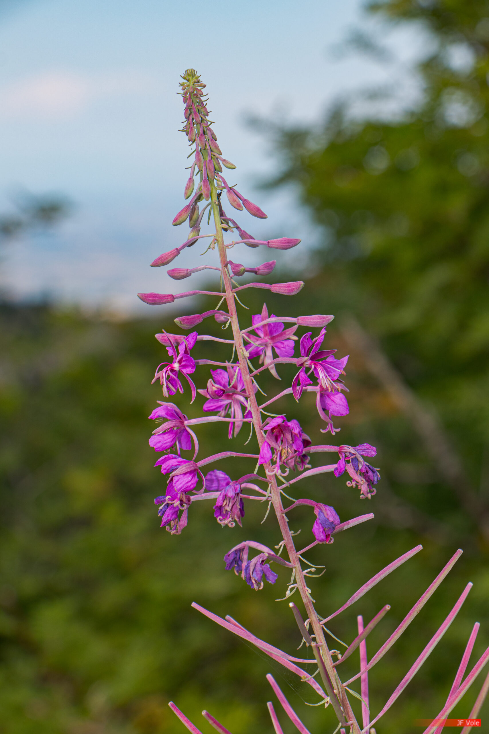 Aire protégée - Auvergne-Rhône-Alpes - Biologie - Biology - Conservation - Conservation de la nature - Country - Doizieux - Epilobium - France - Genre photographique - Geography - Géographie - Landscape photography - Loire (département) - Massif central - Montagne - Mountain - Natural heritage - Natural landscape - Onagraceae - Parc naturel régional de France - Parc naturel régional du Pilat - Patrimoine - Patrimoine naturel - Patrimony - Pays - Paysage naturel - Photographie - Photographie de paysage - Photography - Pilat - Pilat Regional Natural Park - Plant - Plantae - Plante - Protected area - Regional nature parks of France - Science - Taxinomie - Taxonomie - Taxonomy (biology) - Épilobe - Doizieux Auvergne-Rhône-Alpes France