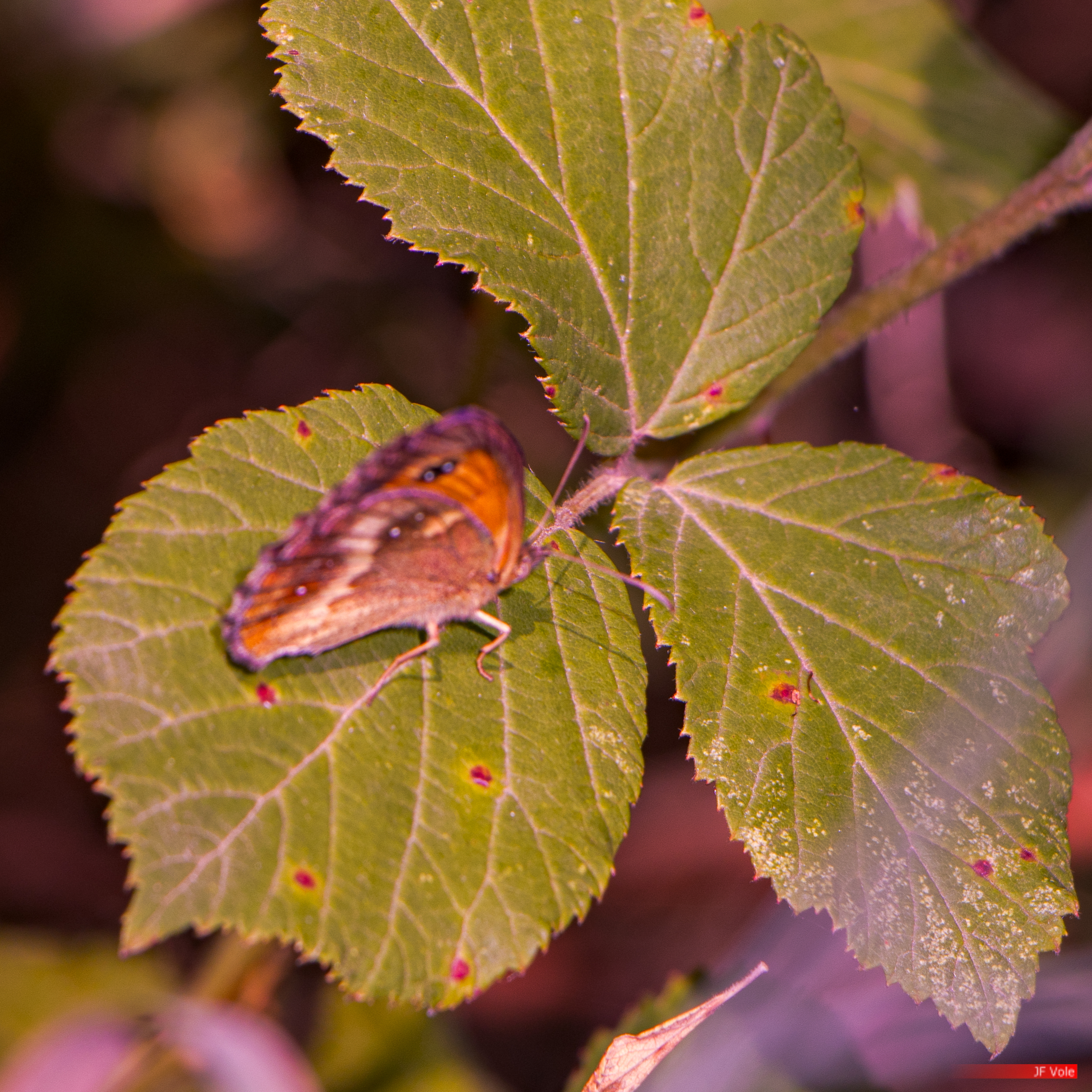 Aire protégée - Animal - Animalia - Biologie - Biology - Butterfly - Conservation - Conservation de la nature - Genre photographique - Geography - Grand nacré - Géographie - Insect - Insecta - Insecte - Landscape photography - Lepidoptera - Massif central - Montagne - Mountain - Natural heritage - Natural landscape - Nymphalidae - Nymphalidé - Papillon - Parc naturel régional de France - Parc naturel régional du Pilat - Patrimoine - Patrimoine naturel - Patrimony - Paysage naturel - Photographie - Photographie de paysage - Photography - Pilat - Pilat Regional Natural Park - Protected area - Regional nature parks of France - Science - Speyeria aglaja - Taxinomie - Taxonomie - Taxonomy (biology) - Au Combeau Pélussin Auvergne-Rhône-Alpes France