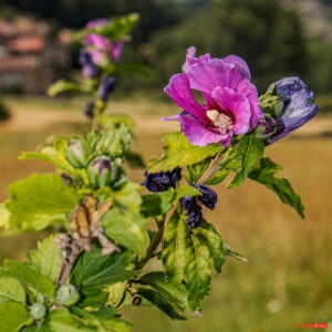 Aire protégée - Biologie - Biology - Conservation - Conservation de la nature - Genre photographique - Geography - Géographie - Hibiscus - Landscape photography - Malvaceae - Massif central - Montagne - Mountain - Natural heritage - Natural landscape - Parc naturel régional de France - Parc naturel régional du Pilat - Patrimoine - Patrimoine naturel - Patrimony - Paysage naturel - Photographie - Photographie de paysage - Photography - Pilat - Pilat Regional Natural Park - Plant - Plantae - Plante - Protected area - Regional nature parks of France - Science - Taxinomie - Taxonomie - Taxonomy (biology) - Pélussin Auvergne-Rhône-Alpes France