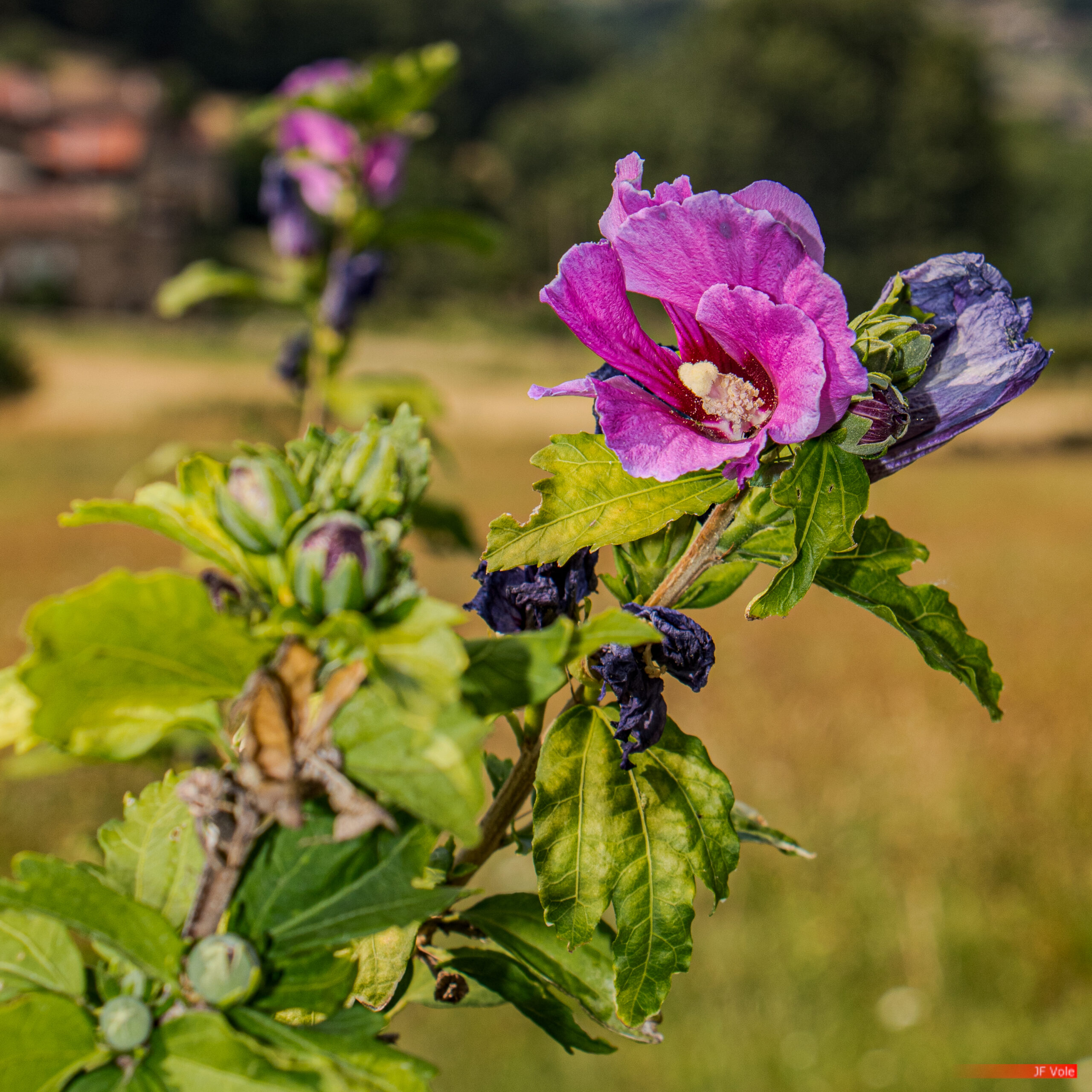 Aire protégée - Biologie - Biology - Conservation - Conservation de la nature - Genre photographique - Geography - Géographie - Hibiscus - Landscape photography - Malvaceae - Massif central - Montagne - Mountain - Natural heritage - Natural landscape - Parc naturel régional de France - Parc naturel régional du Pilat - Patrimoine - Patrimoine naturel - Patrimony - Paysage naturel - Photographie - Photographie de paysage - Photography - Pilat - Pilat Regional Natural Park - Plant - Plantae - Plante - Protected area - Regional nature parks of France - Science - Taxinomie - Taxonomie - Taxonomy (biology) - Pélussin Auvergne-Rhône-Alpes France