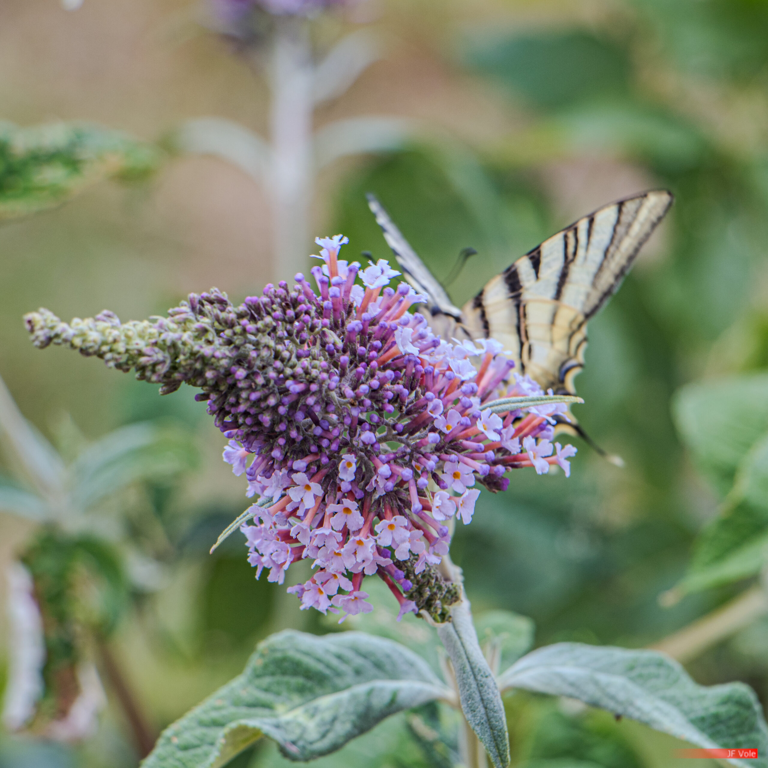 Aire protégée - Animal - Animalia - Arbre à papillons - Biologie - Biology - Buddleia de David - Butterfly - Conservation - Conservation de la nature - Flambé - Genre photographique - Geography - Géographie - Insect - Insecta - Insecte - Iphiclides podalirius - Landscape photography - Lepidoptera - Machaon rare - Massif central - Montagne - Mountain - Natural heritage - Natural landscape - Papilionidae - Papillon - Parc naturel régional de France - Parc naturel régional du Pilat - Patrimoine - Patrimoine naturel - Patrimony - Paysage naturel - Photographie - Photographie de paysage - Photography - Pilat - Pilat Regional Natural Park - Plant - Plantae - Plante - Protected area - Regional nature parks of France - Science - Scrophulariaceae - Taxinomie - Taxonomie - Taxonomy (biology) - Pélussin Auvergne-Rhône-Alpes France