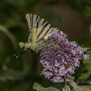 Aire protégée - Animal - Animalia - Arbre à papillons - Biologie - Biology - Buddleia de David - Butterfly - Conservation - Conservation de la nature - Flambé - Genre photographique - Geography - Géographie - Insect - Insecta - Insecte - Iphiclides podalirius - Landscape photography - Lepidoptera - Machaon rare - Massif central - Montagne - Mountain - Natural heritage - Natural landscape - Papilionidae - Papillon - Parc naturel régional de France - Parc naturel régional du Pilat - Patrimoine - Patrimoine naturel - Patrimony - Paysage naturel - Photographie - Photographie de paysage - Photography - Pilat - Pilat Regional Natural Park - Plant - Plantae - Plante - Protected area - Regional nature parks of France - Science - Scrophulariaceae - Taxinomie - Taxonomie - Taxonomy (biology) - Pélussin Auvergne-Rhône-Alpes France