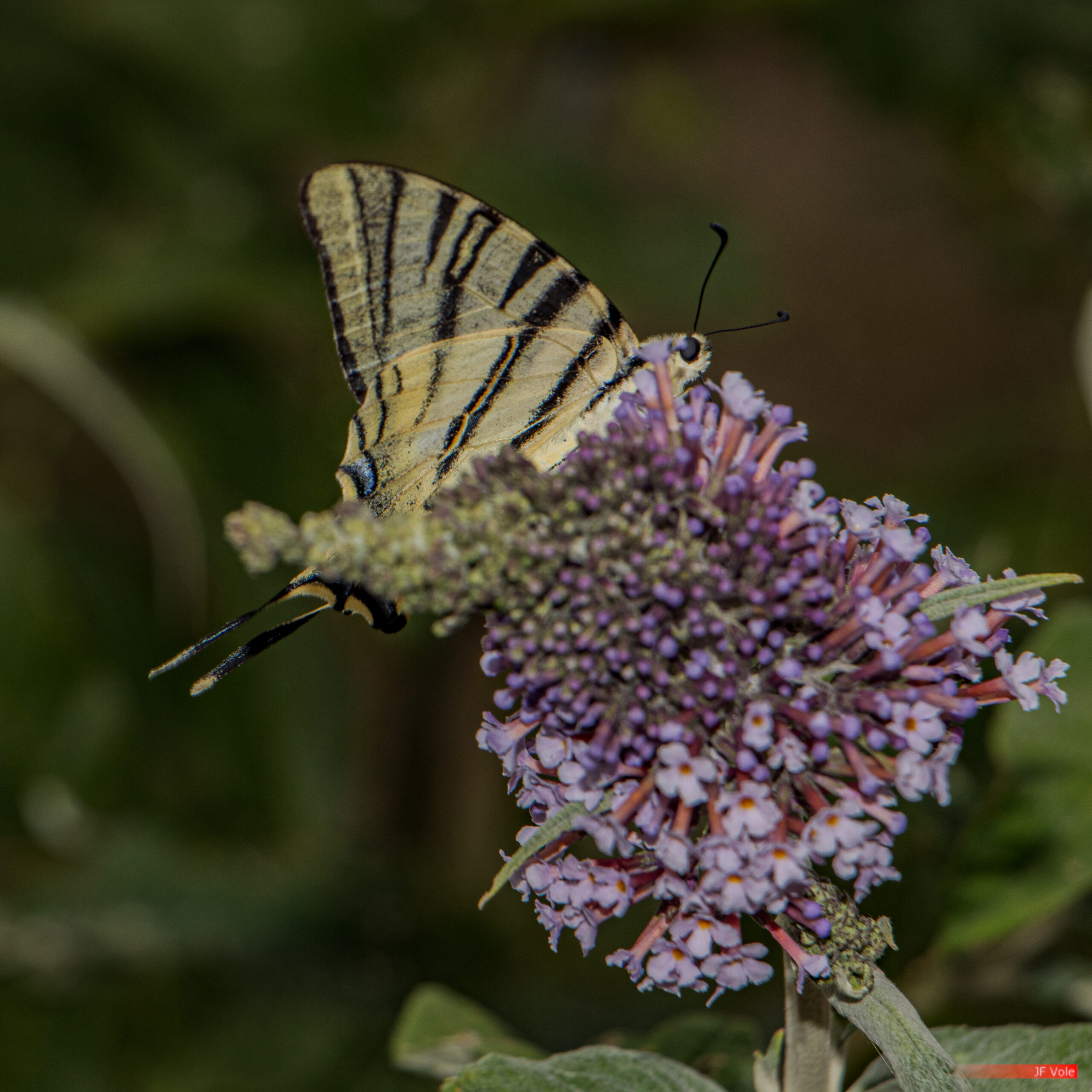 Aire protégée - Animal - Animalia - Arbre à papillons - Biologie - Biology - Buddleia de David - Butterfly - Conservation - Conservation de la nature - Flambé - Genre photographique - Geography - Géographie - Insect - Insecta - Insecte - Iphiclides podalirius - Landscape photography - Lepidoptera - Machaon rare - Massif central - Montagne - Mountain - Natural heritage - Natural landscape - Papilionidae - Papillon - Parc naturel régional de France - Parc naturel régional du Pilat - Patrimoine - Patrimoine naturel - Patrimony - Paysage naturel - Photographie - Photographie de paysage - Photography - Pilat - Pilat Regional Natural Park - Plant - Plantae - Plante - Protected area - Regional nature parks of France - Science - Scrophulariaceae - Taxinomie - Taxonomie - Taxonomy (biology) - Pélussin Auvergne-Rhône-Alpes France